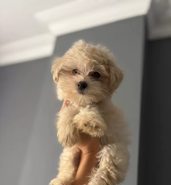 Orjinal Maltese  Terier Bebekler