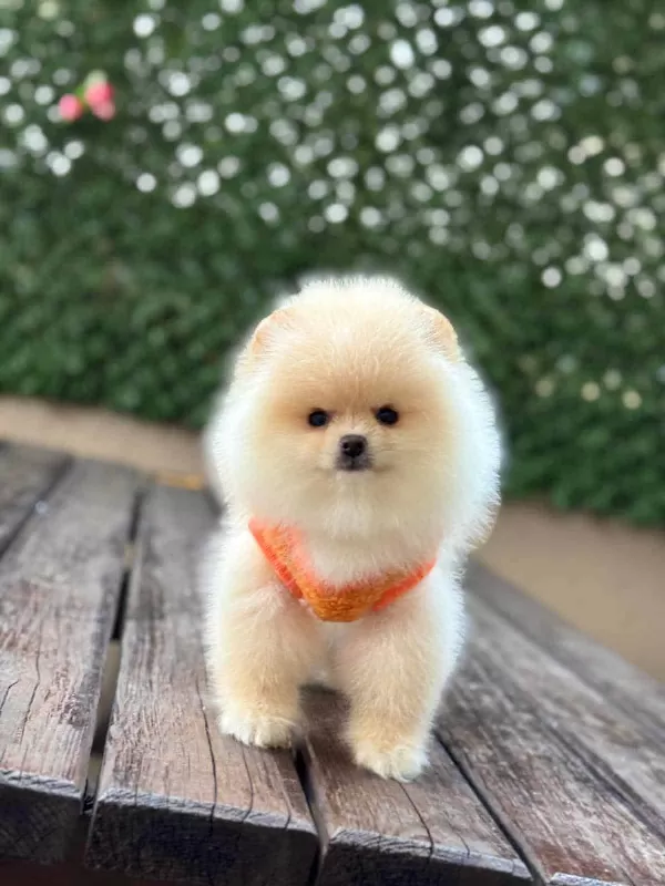 Safkan Pomeranian Boo Bebekler