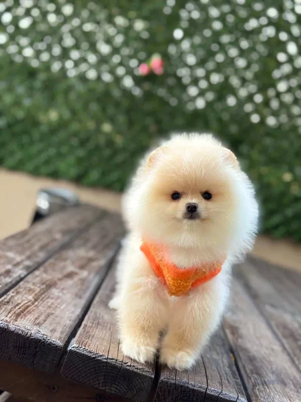 Safkan Pomeranian Boo Bebekler