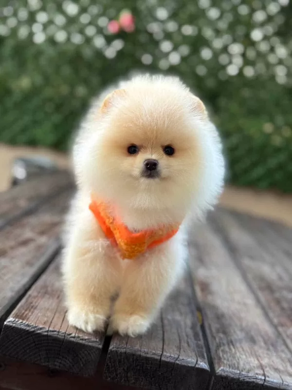 Safkan Pomeranian Boo Bebekler