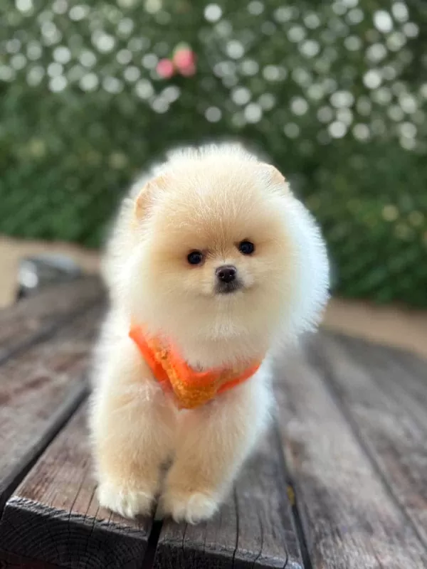 Safkan Pomeranian Boo Bebekler