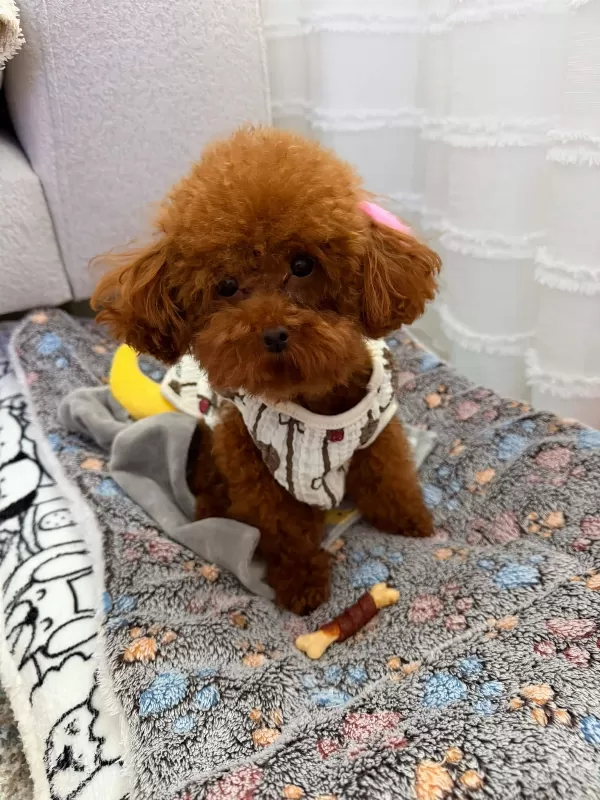 Kore Toy Poodle Yavrular