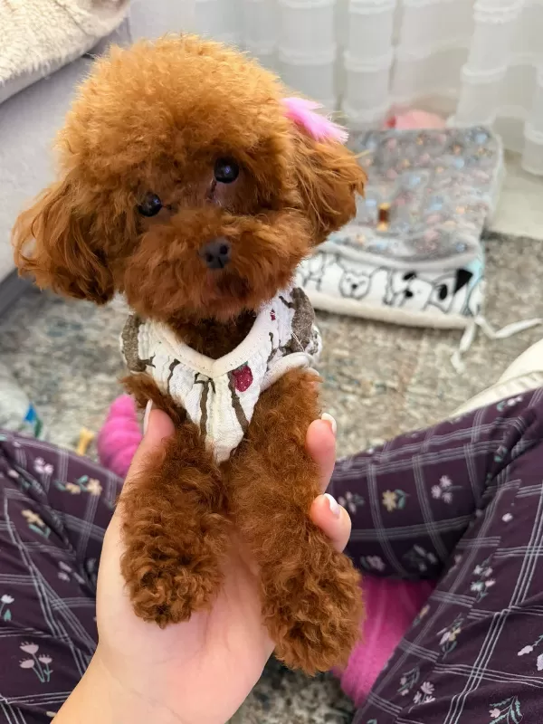 Kore Toy Poodle Yavrular