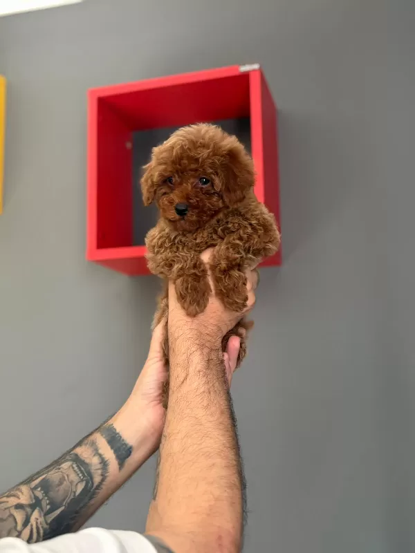 8 Aylık Poodle Aşıları Tam Tuvalet Eğitimi Mevcuttur