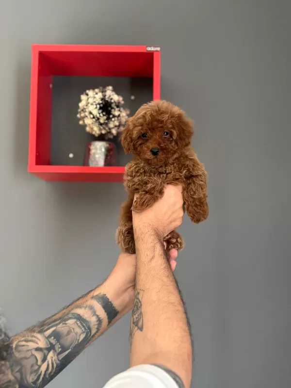 8 Aylık Poodle Aşıları Tam Tuvalet Eğitimi Mevcuttur