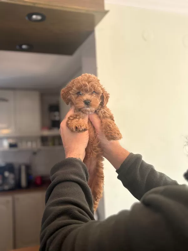 Safkan Toy Poodle Mini Bebekler