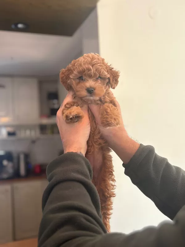 Safkan Toy Poodle Mini Bebekler