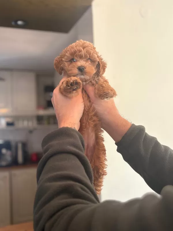 Safkan Toy Poodle Mini Bebekler