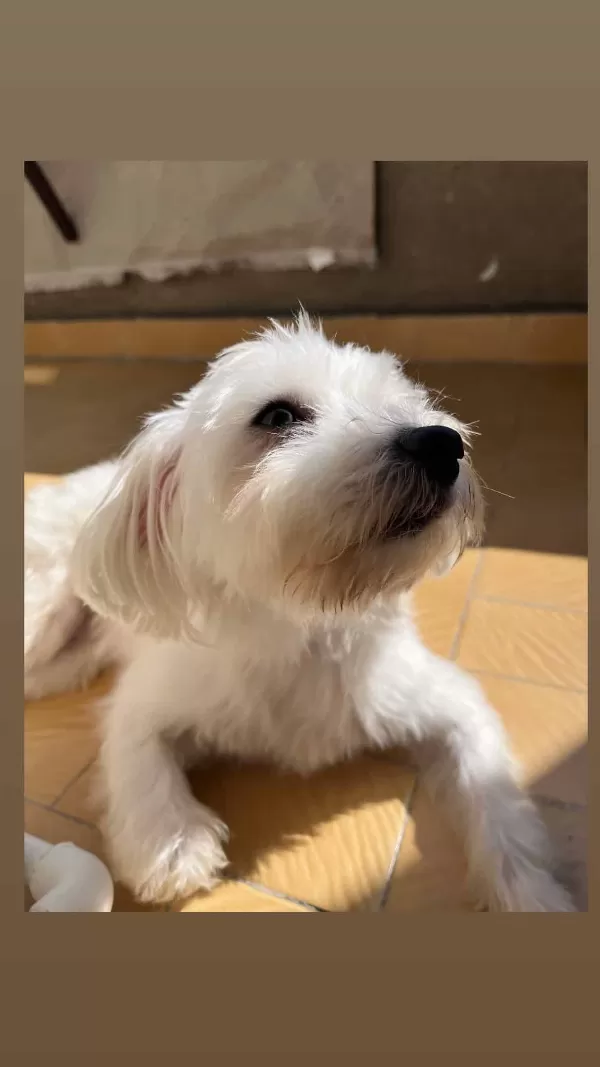 Maltese Terrier 4 Yaşında Sahiplendiriyorum