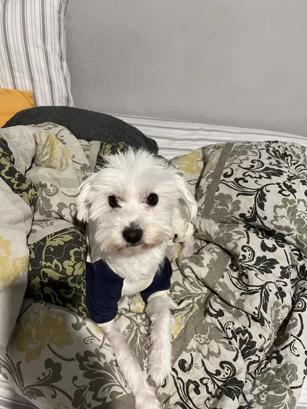 Maltese Terrier 4 Yaşında Sahiplendiriyorum