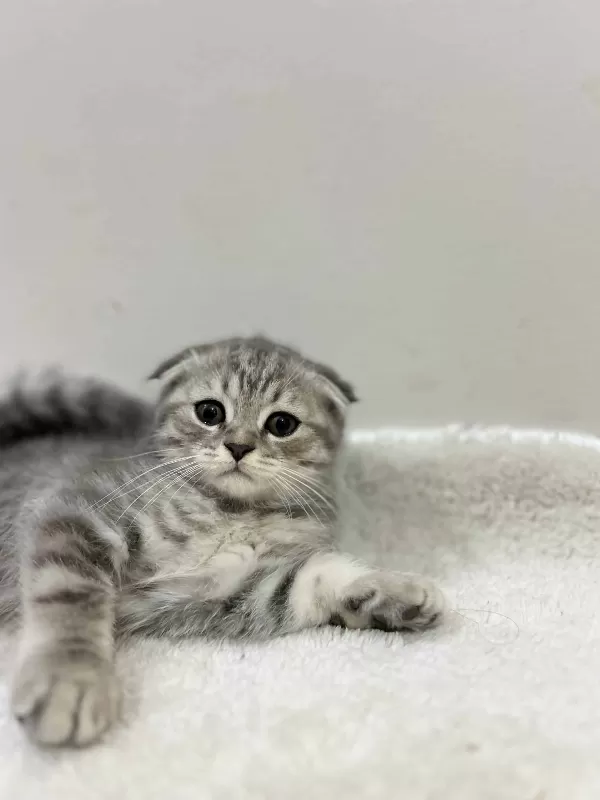 Yavrularıma Güvenli Yuva Arıyorum