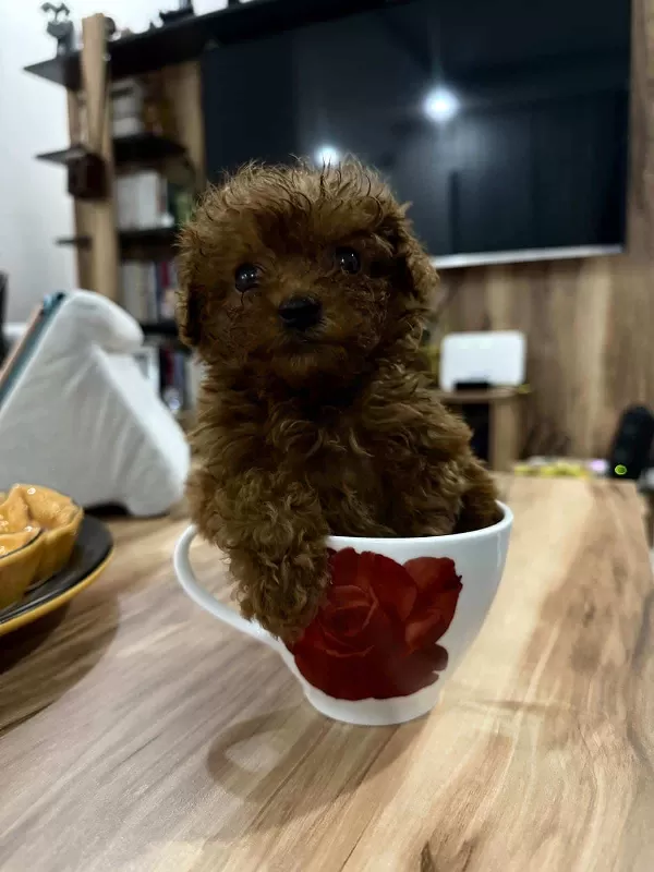 2 Aylık Yavru En Küçük Boy Erkek Toy Poodle