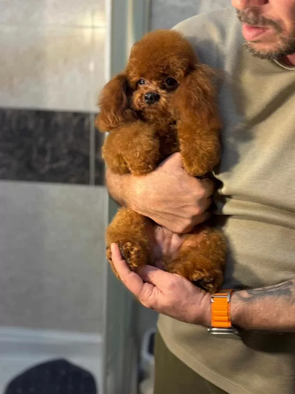 Yetişkim Aşıları Tam Toy Poodle Kore Gen