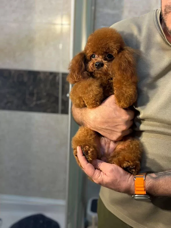 Yetişkim Aşıları Tam Toy Poodle Kore Gen