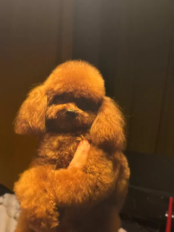 Yetişkin Toy Poodle Kore Genetik