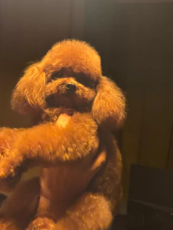 Yetişkin Toy Poodle Kore Genetik