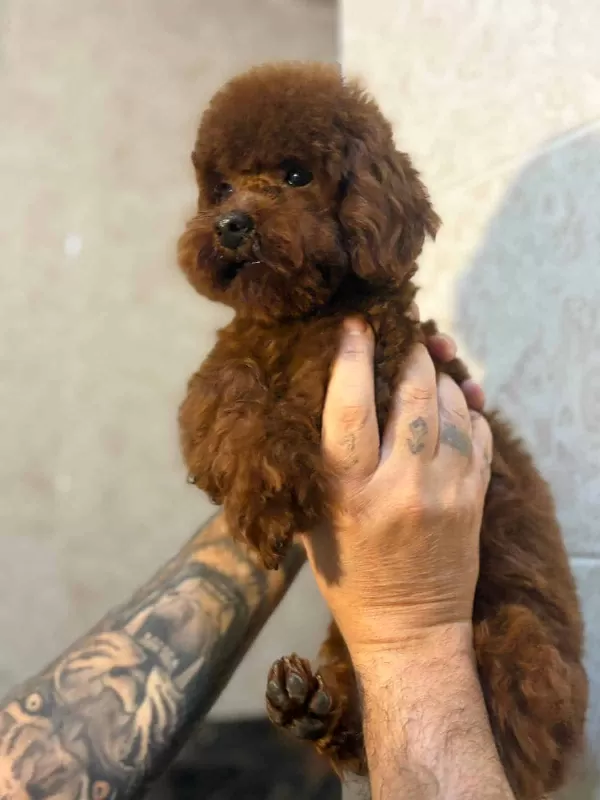 Toy Poodle Orjinal Boy Ve Irk Garantili