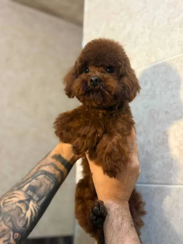 Toy Poodle Orjinal Boy Ve Irk Garantili
