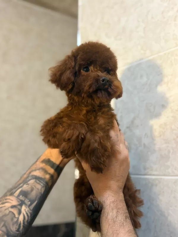 Toy Poodle Orjinal Boy Ve Irk Garantili