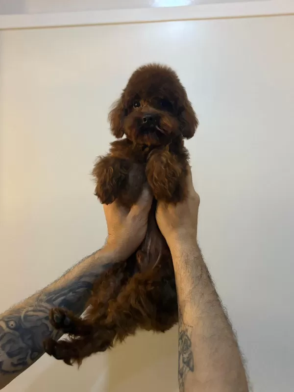 Toy Poodle Orjinal Boy Ve Irk Garantili
