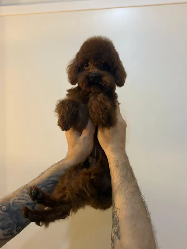 Toy Poodle Orjinal Boy Ve Irk Garantili