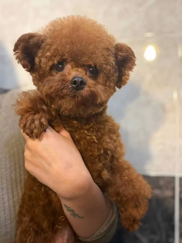 Toy Poodle Orjinal Kore Genetik