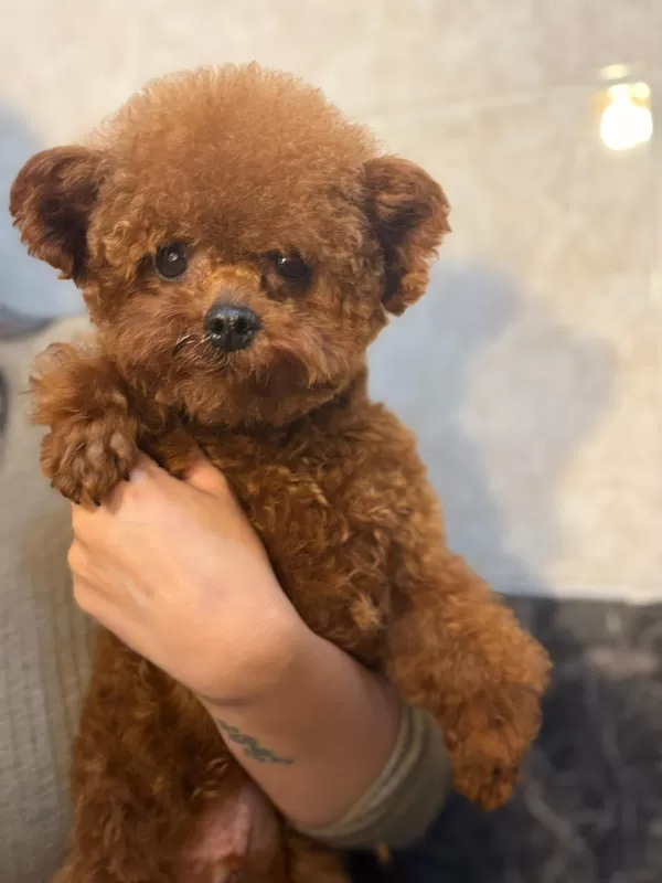 Toy Poodle Orjinal Kore Genetik