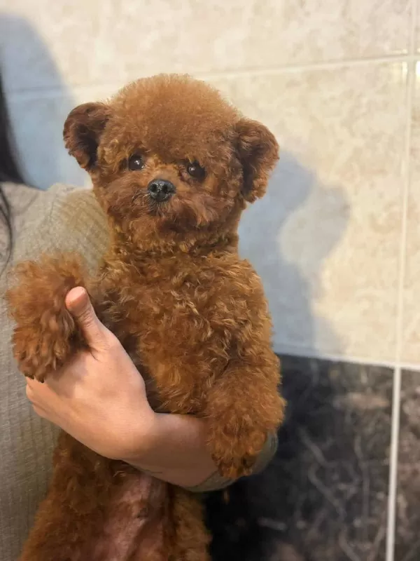 Toy Poodle Orjinal Kore Genetik