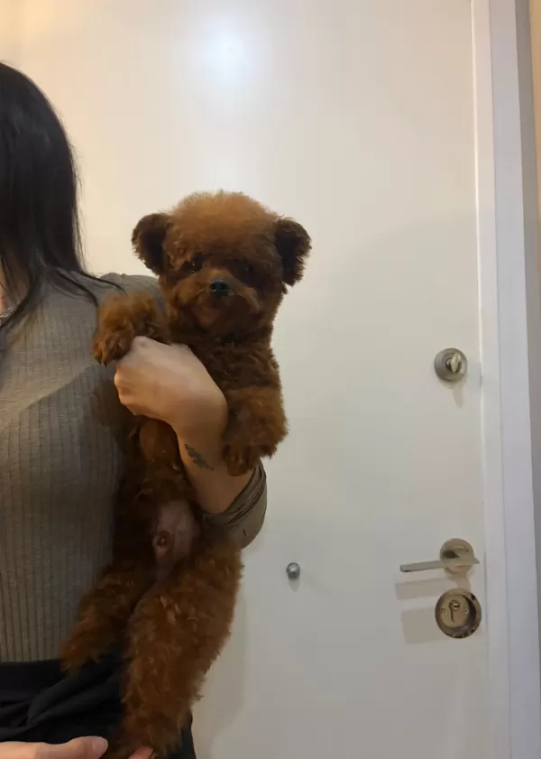 Toy Poodle Safkan Kore Gen
