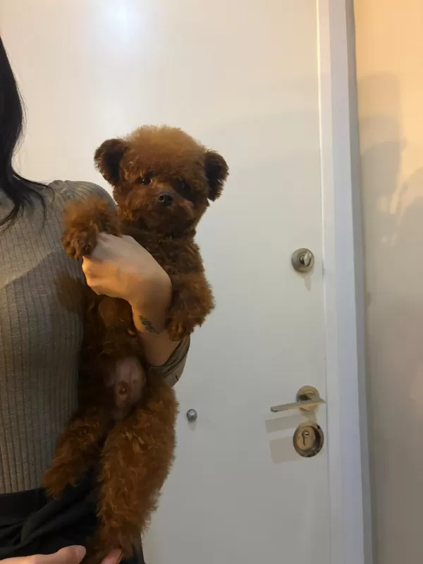 Toy Poodle Safkan Kore Gen