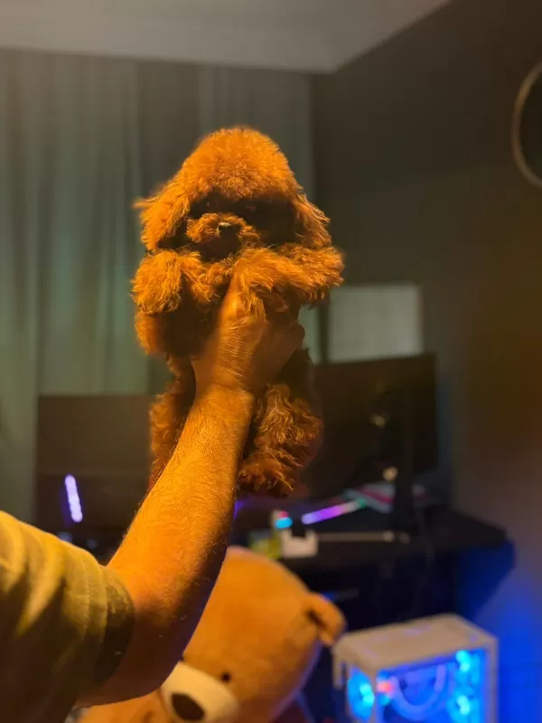 Orjinal Kore Genetik Toy Poodle