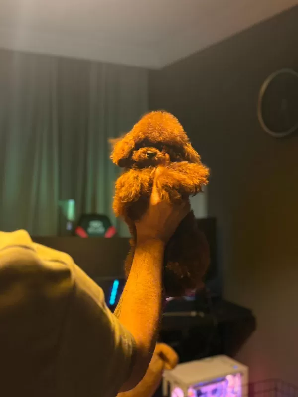 Orjinal Kore Genetik Toy Poodle