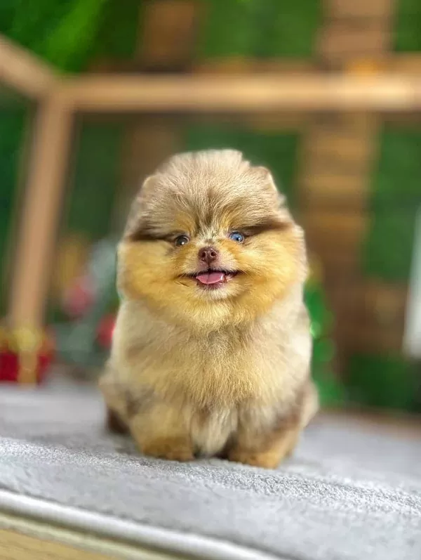 Poz Vermeyi Bilen Boo Bebeğimiz :)