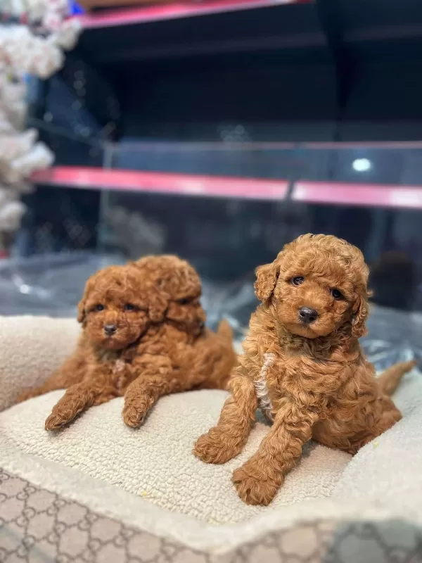 Toy Poodle Bebeklerimiz
