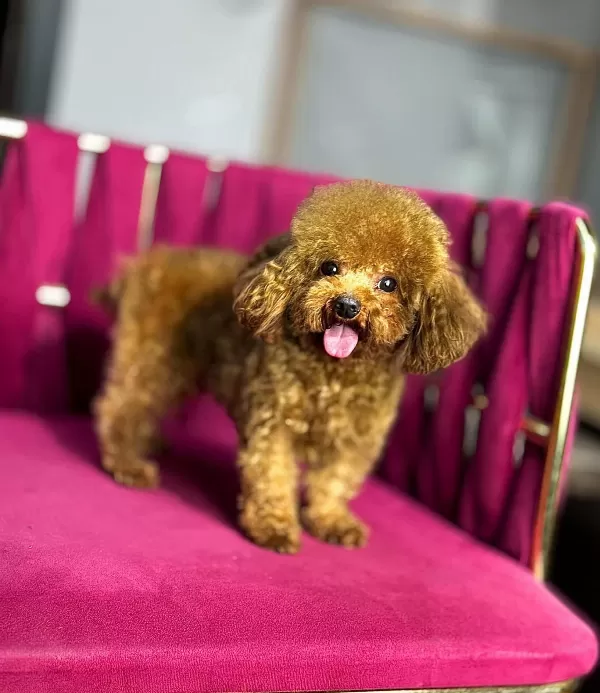 Toy Poodle Tüm Aşıları Tam