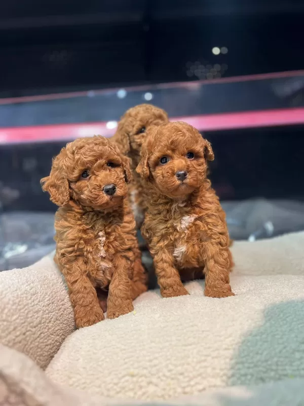 Toy Poodle Bebeklerimiz