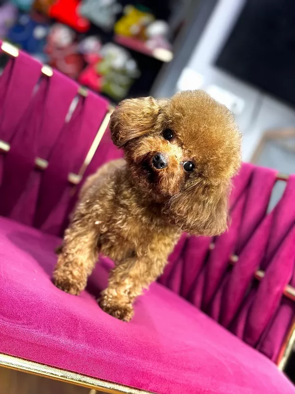 Toy Poodle Tüm Aşıları Tam