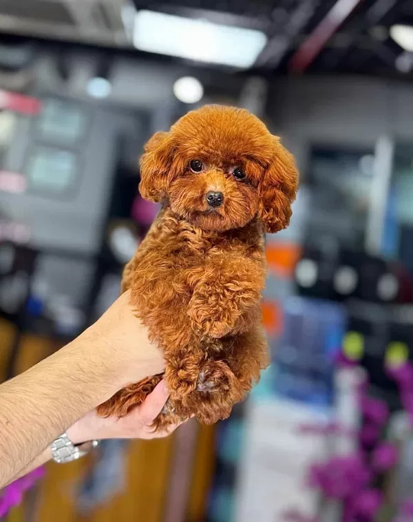 Toy Poodle Kore Gen +++