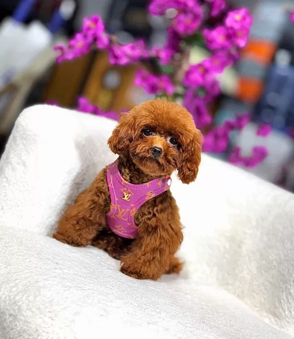Toy Poodle Kore Gen +++