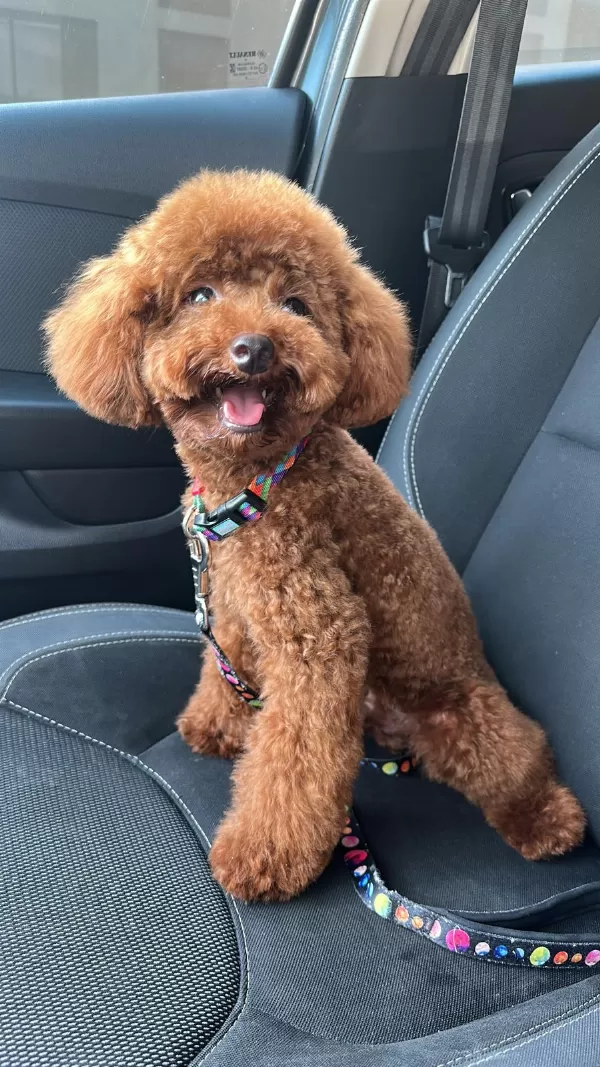 Yetişkin Kore Toy Poodle
