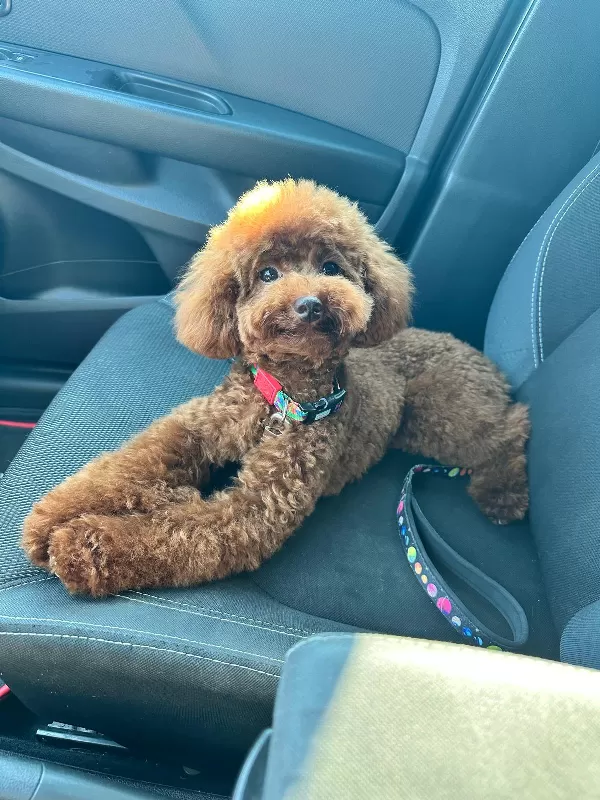 Yetişkin Kore Toy Poodle