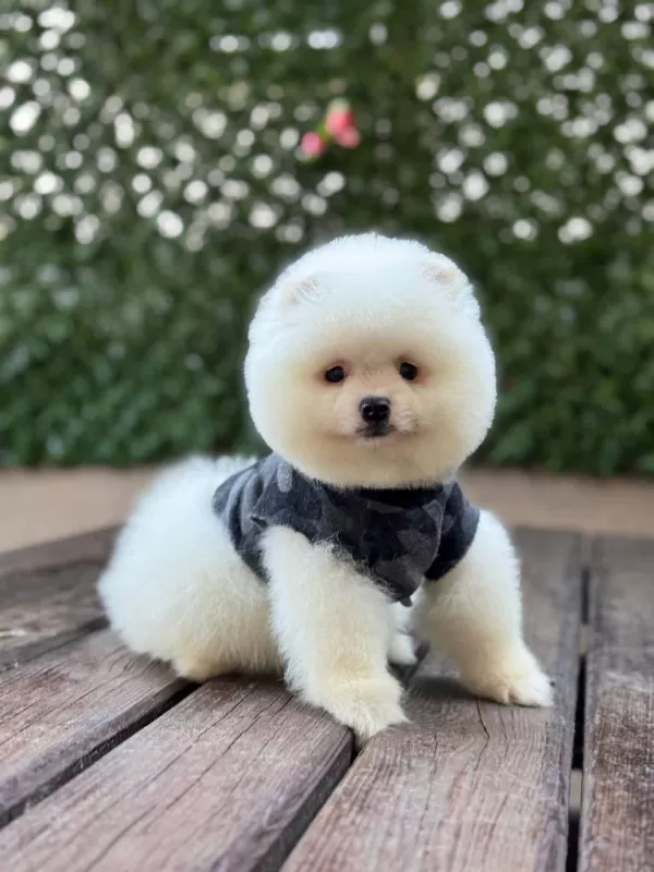 Yakışıklılar Yakışıklısı Pomerian Boo