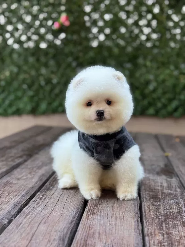 Yakışıklılar Yakışıklısı Pomerian Boo