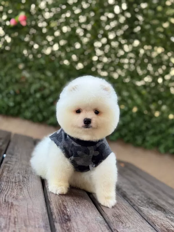 Yakışıklılar Yakışıklısı Pomerian Boo