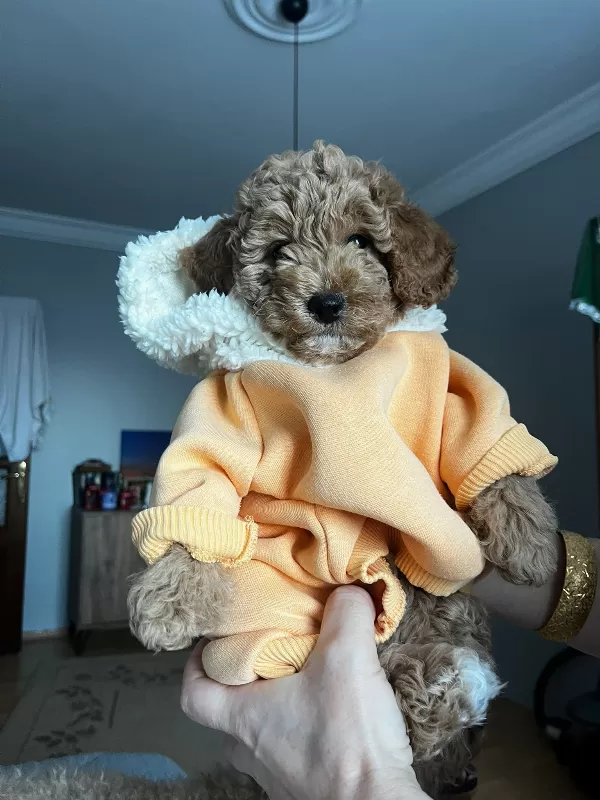 Tuvalet Eğitimli Toy Poodle