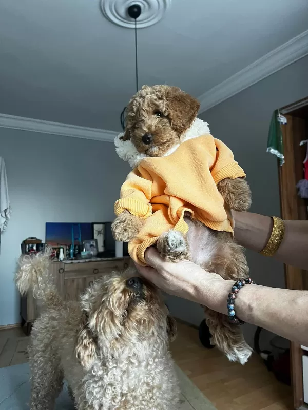 Tuvalet Eğitimli Toy Poodle