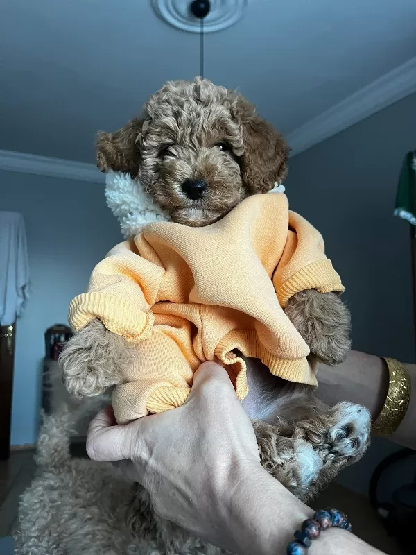 Tuvalet Eğitimli Toy Poodle