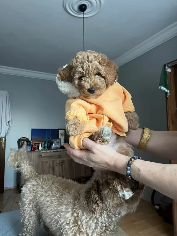 Tuvalet Eğitimli Toy Poodle