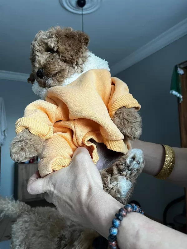 Tuvalet Eğitimli Toy Poodle