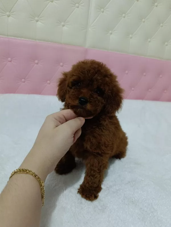 Mini Mini Toy Poodle Kore